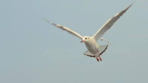 Seagull in the sky Stock Footage 133422617