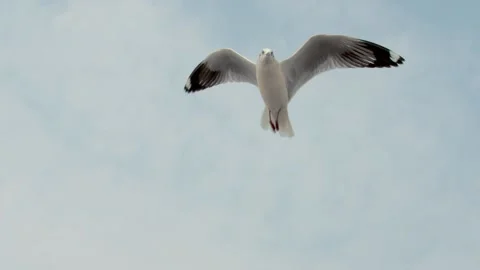 Seagull in the sky Stock Footage 133424989