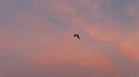 Seagull in the sky over the sea Stock Footage 48707403