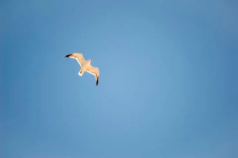 Seagull in the sky Foto stock
