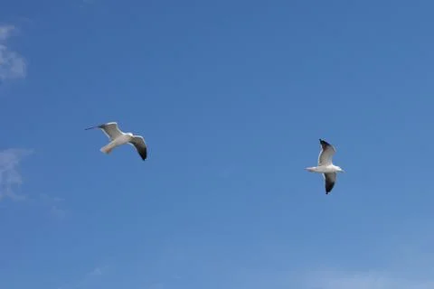 Seagull in the sky Stock-Fotos