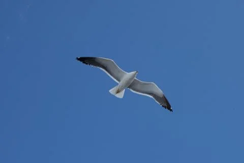 Seagull in the sky Foto stock