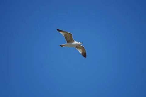 Seagull in the sky Stock Photos