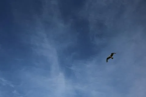 Seagull in the sky Stock Photos