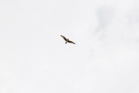 Seagull in the sky Foto stock