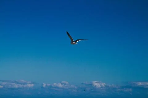 Seagull in the Sky Stock Photos