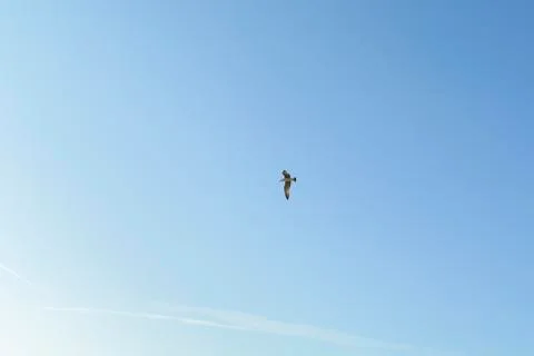 Seagull in the sky Foto stock