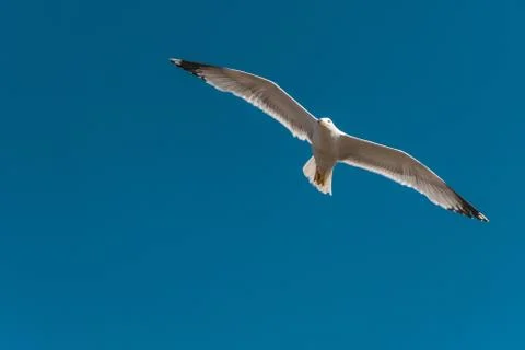 Seagull in sky Stock Photos