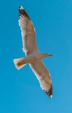 Seagull in sky Stock Photos