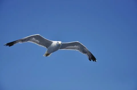 The seagull on the sky. Foto stock