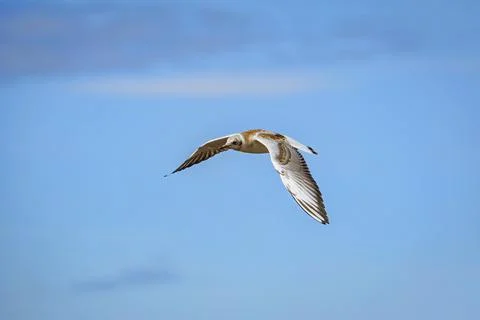Seagull in the sky Stock Photos