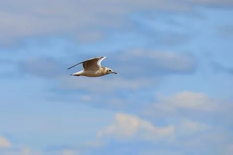Seagull in the sky Stock Photos