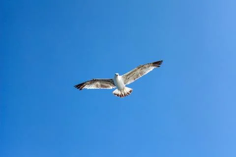 Seagull in the sky Stock Photos