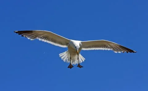 Seagull in the sky. Stock Photos
