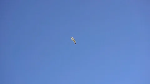Seagull in the sky slow motion shot Stock Footage 95937149