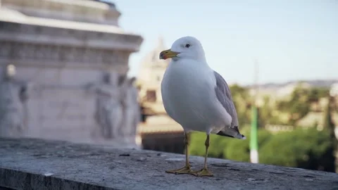 Seagull сlose up with Rome in the background Stock Footage 132771741