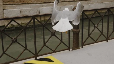 Seagull slow motion. Bird flying in Venezia. Stock Footage 107553647