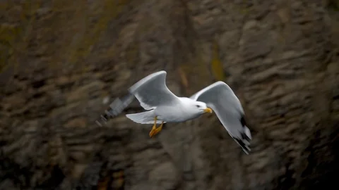 Seagull slow motion flight at backdrop of the rocks at day Stock Footage 100194386