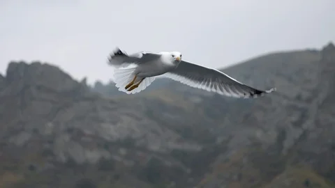 Seagull slow motion flight at backdrop of the rocks at day Stock Footage 100194565