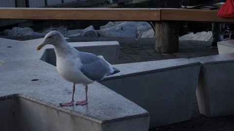 Seagull in slow motion Stock Footage 120379238