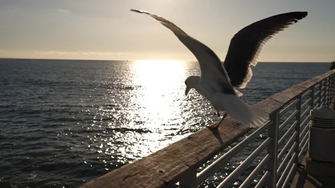 Seagull Slow Motion Stock Footage 126560806