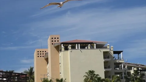 Seagull slow motion Stock Footage 133374486