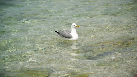 Seagull in slow motion jump under water for food and eats it. Video stock 202320793