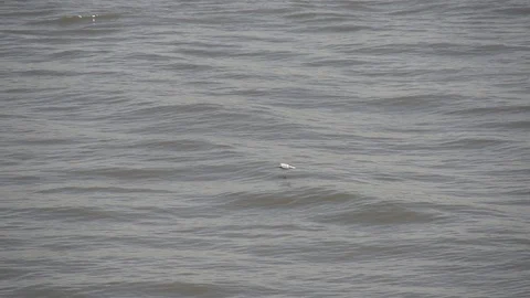 SEAGULL SLOW MOTION NY Video stock 87185513
