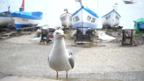 Seagull in slow motion on the shore Stock Footage 213356496