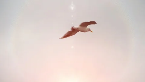 Seagull Slow Motion in Sky, Sun Bright Lens Flare, Nature Bird Sunlight Stock Footage 85913269