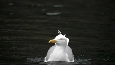 A seagull in slowmo swims towards the camera. close-up Stock Footage 225535339