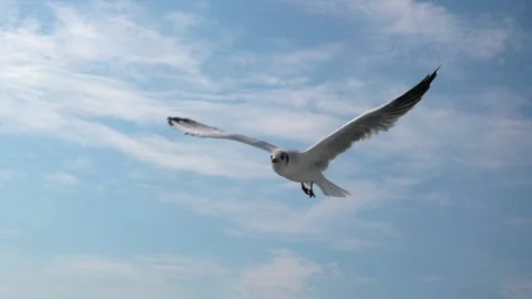 Seagull slowmotion Video stock 170926202