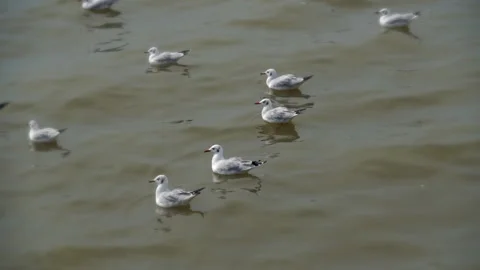 Seagull slowmotion on sea Stock Footage 255478882