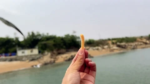 A seagull that snatches snacks Stock Footage 196902391