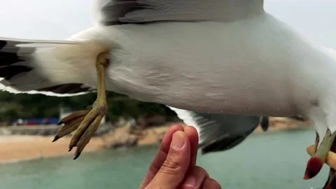 A seagull that snatches snacks Stock Footage 196902407