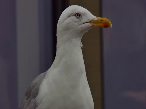 Seagull Sneezing Stock Footage 80245452