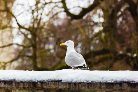 Seagull in the snow on a background of bare tree branches Stock Photos