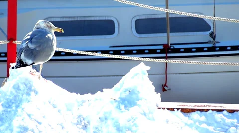 Seagull on Snow at Boat Harbor Stock Footage 33263733