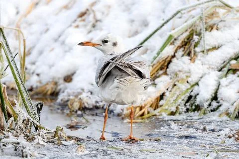 Seagull On Snow 스톡 사진