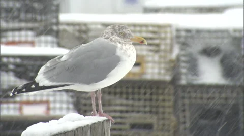 Seagull in a  Snowstorm Stock Footage 47676815