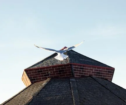 Seagull Soaring Above Octagonal Tower Roof Stock Photos