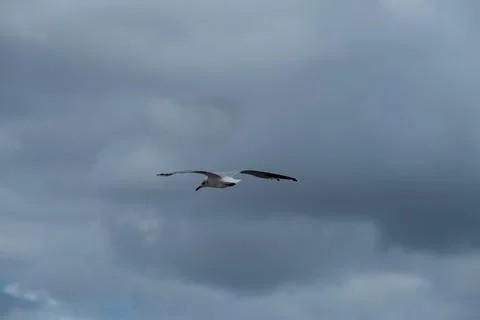 Seagull soaring against dramatic cloudy sky, symbolizing freedom and tranqu.. Foto stock
