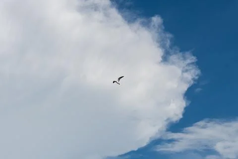 Seagull Soaring Against Dramatic Cumulus Cloud Blue Sky Stock Photos
