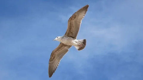 Seagull Soaring from Beneath Stock Footage 104863277