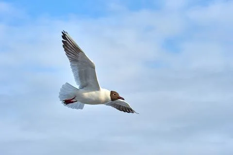 A seagull soaring in a blue sky with clouds Stock Photos