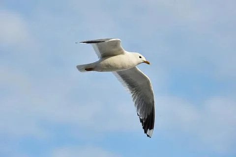 A seagull soaring in a blue sky with clouds Stock Photos