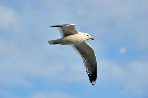 A seagull soaring in a blue sky with clouds Stock Photos