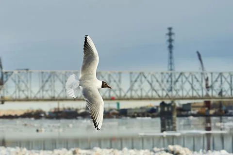 A seagull soaring in a blue sky with clouds Stock Photos