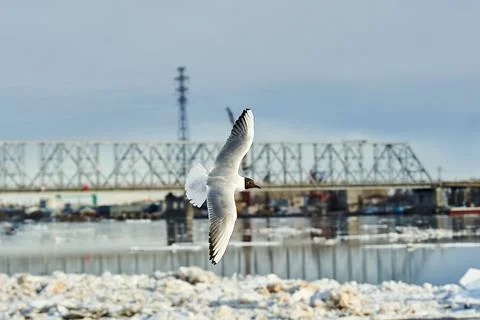 A seagull soaring in a blue sky with clouds Stock Photos