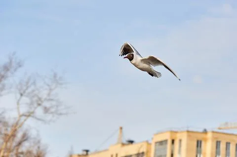 A seagull soaring in a blue sky with clouds Stock Photos